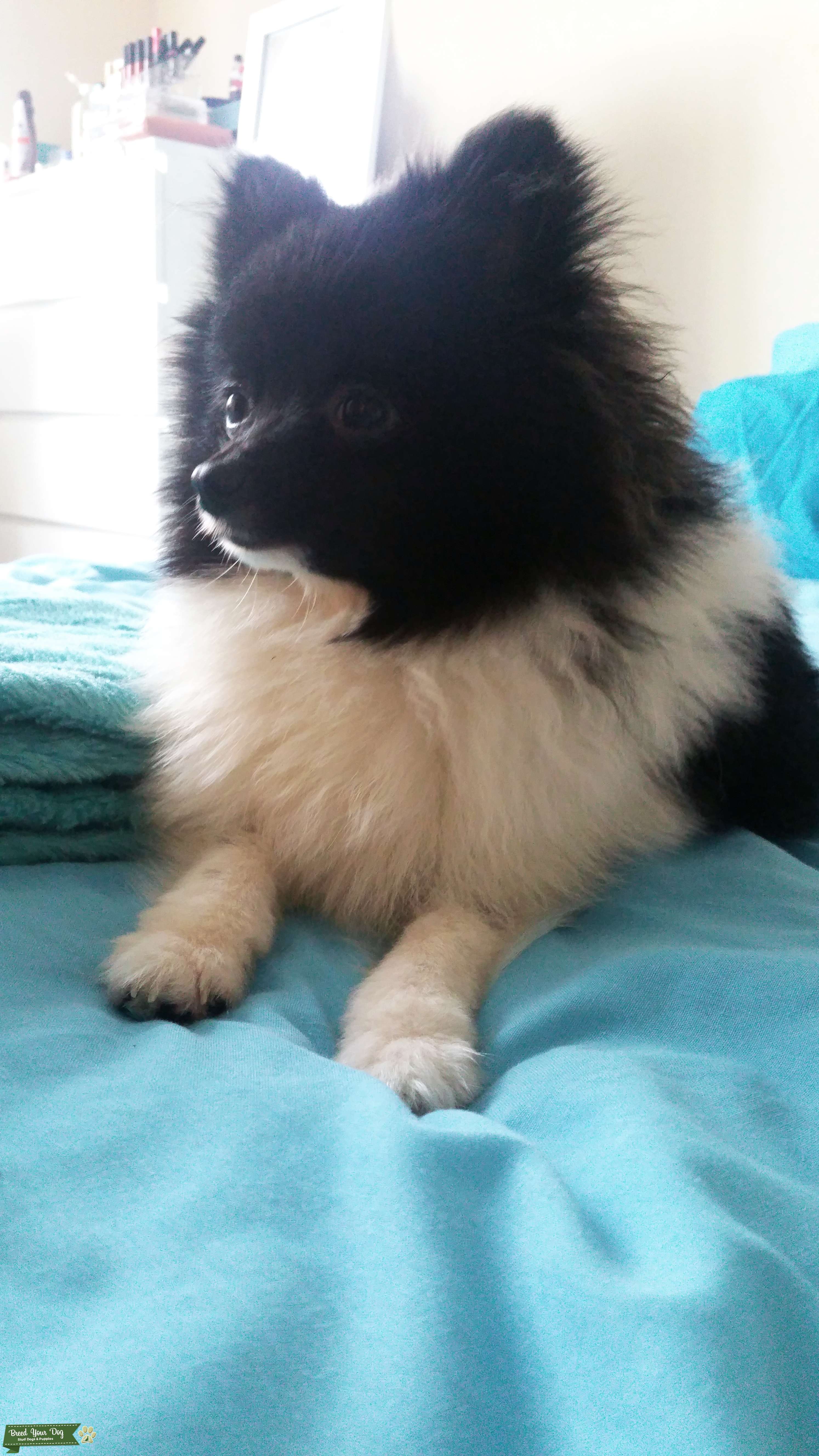 Looking to breed this lovely Pomeranian dog Stud Dog in LONDON