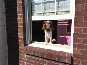 Blenheim Cavalier King Charles Spaniel  Listing Image