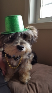 Morkie for Stud Listing Image