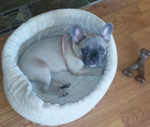 BlueFawn French Bulldog Listing Image