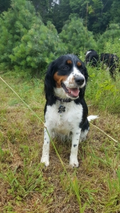 tri colored springer spaniel
