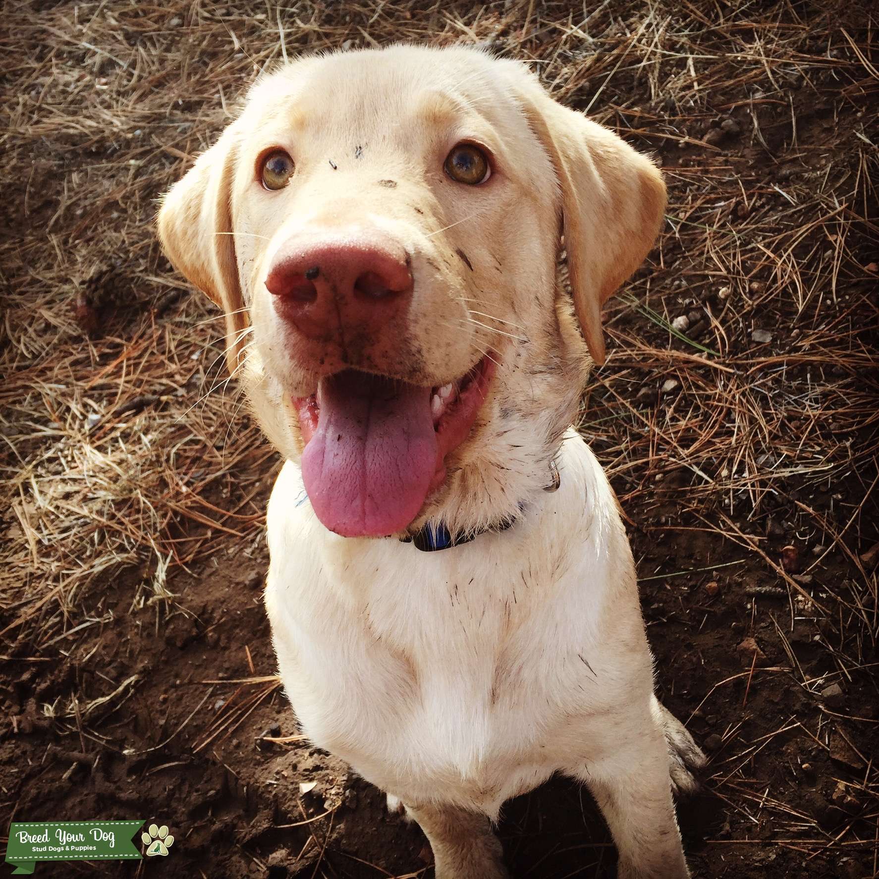 2 Year old Yellow Lab Stud Dog in Flagstaff, AZ, the United States