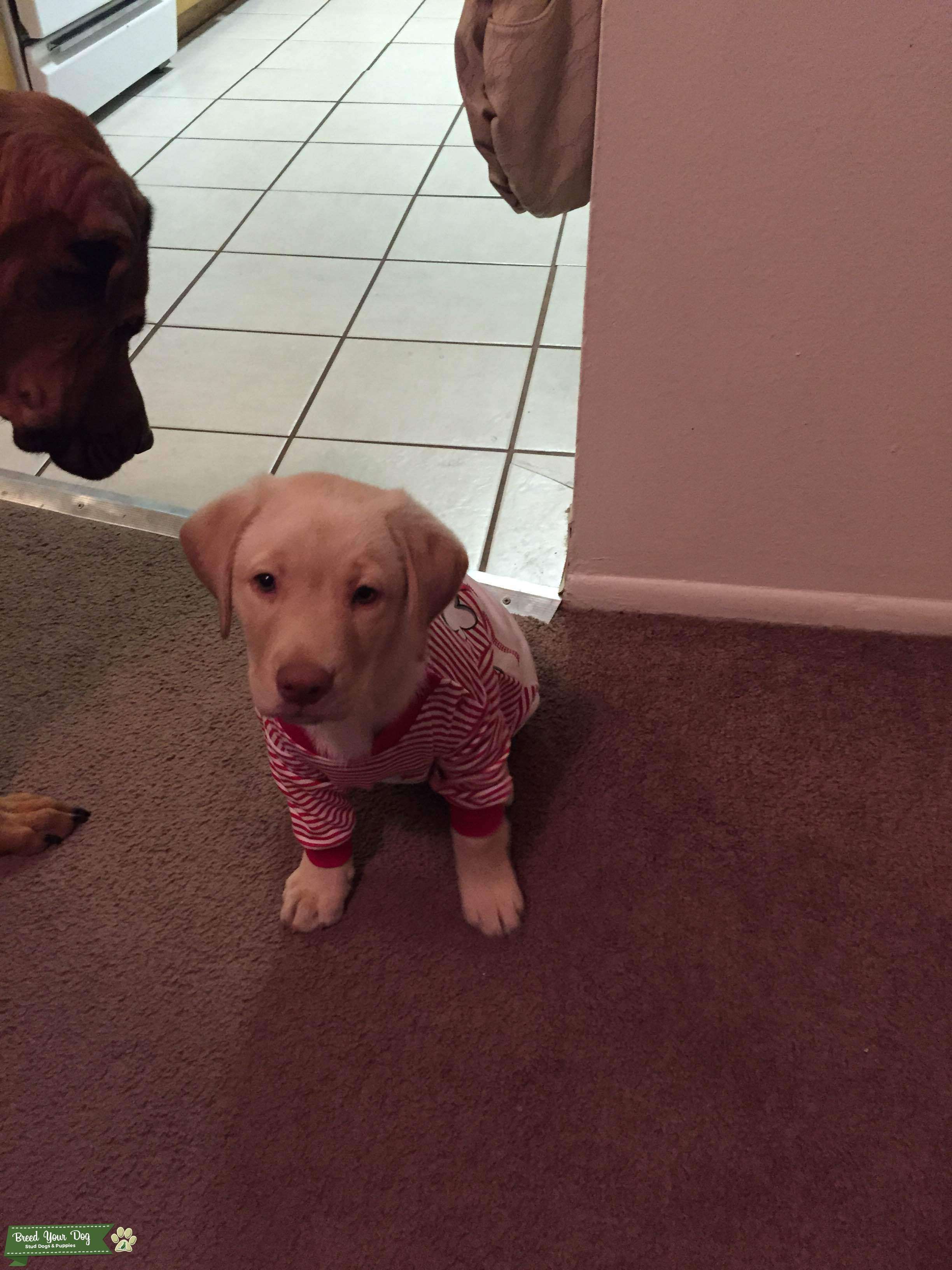 2 Year old Yellow Lab Stud Dog in Flagstaff, AZ, the United States