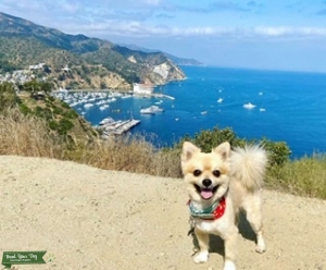 Toy Pomeranian Listing Image