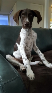 German Shorthaired Pointer (GSP) Listing Image