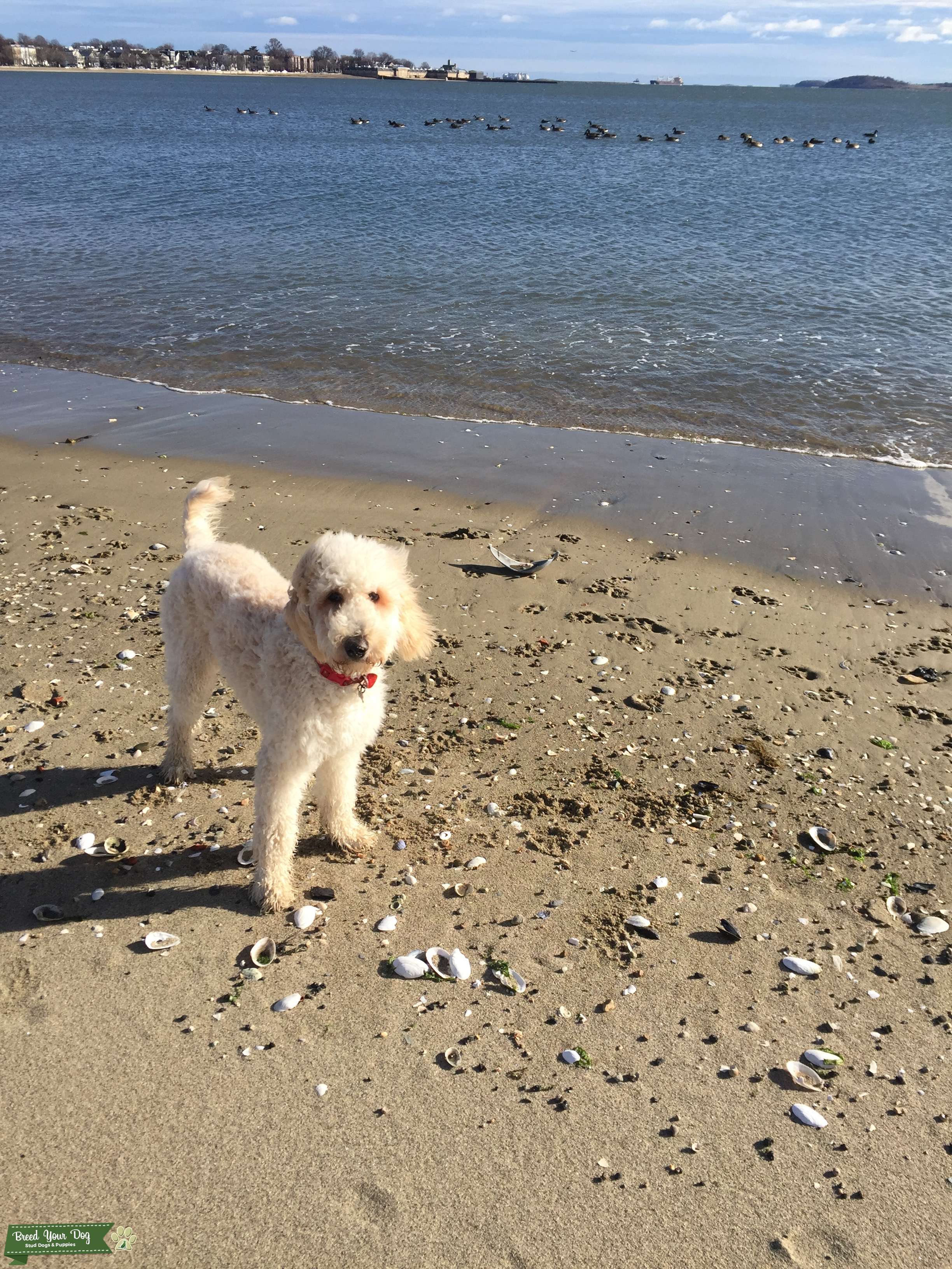 Cream Female Labradoodle F1B from Boston Massachusetts Stud Dog