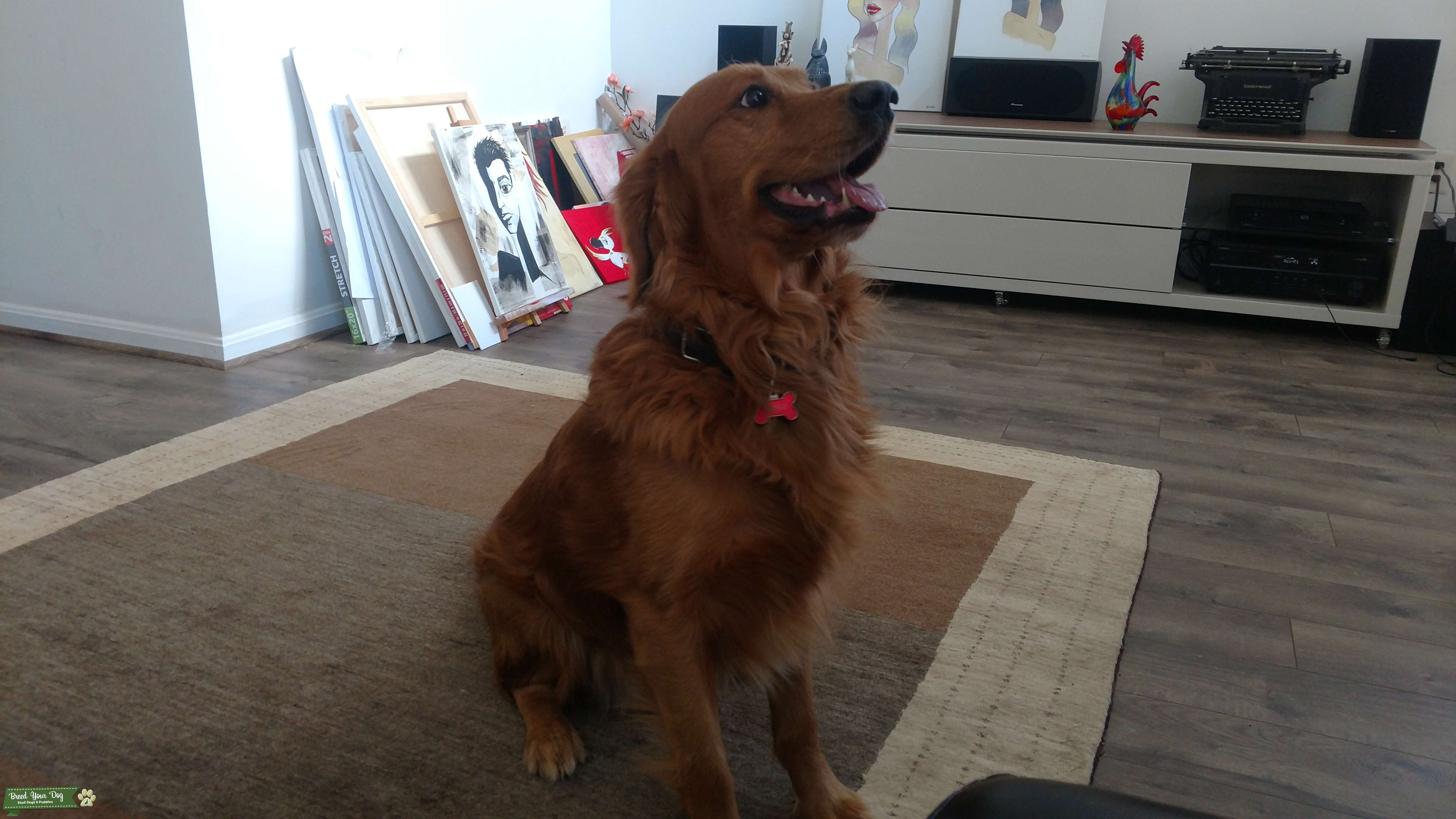 Rusty Pure Bred Male Golden Retriever 3 Year Stud Dog in Virginia