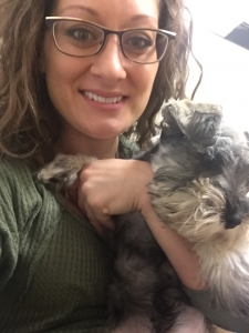 Miniature Schnauzer Sire for Hire Listing Image