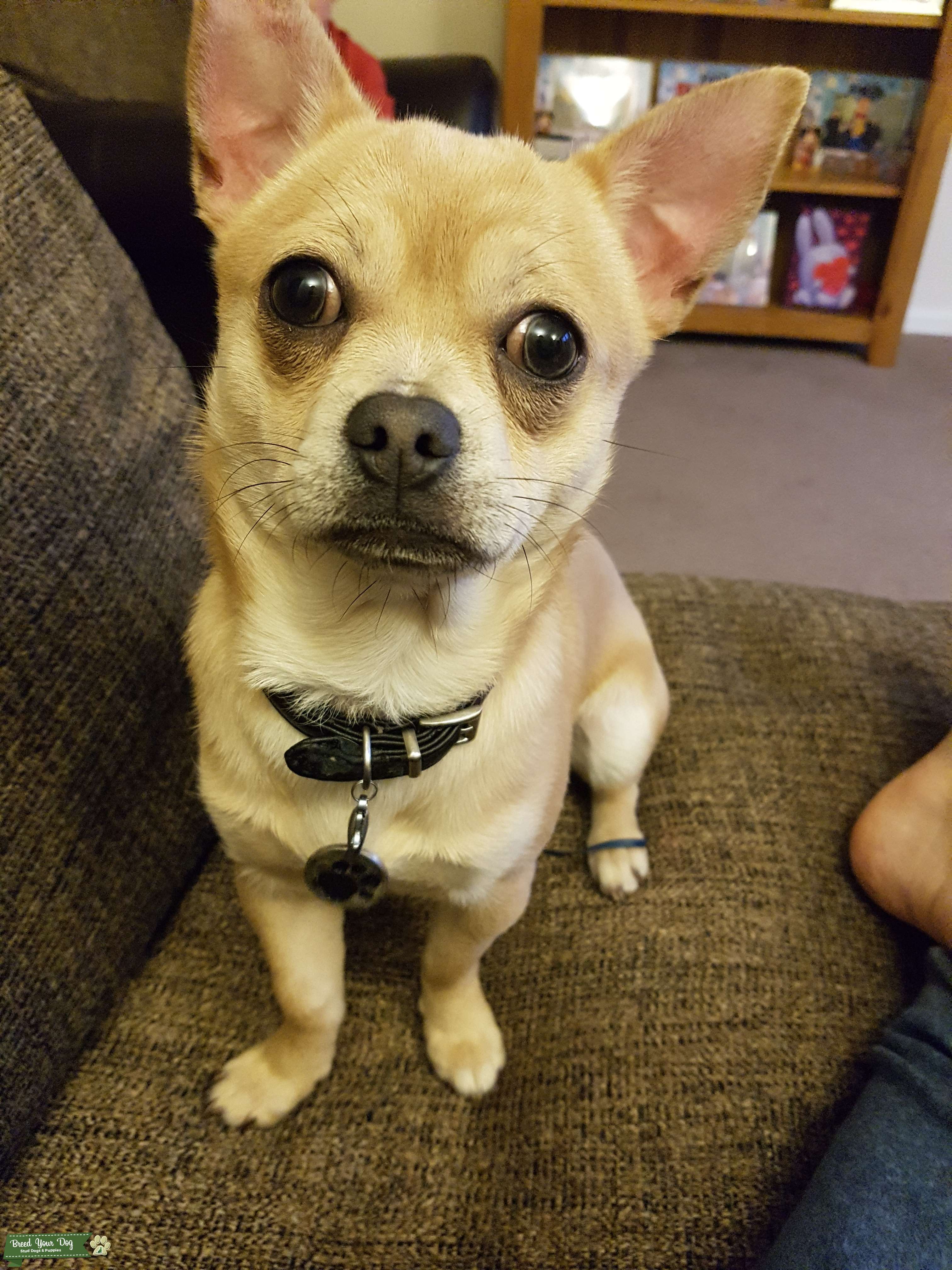 Kc registered fawn colour smooth hair chihuahua Stud Dog in Rhyl, the