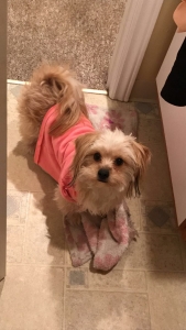 peekapoo-poodle crossbreed/designer dog Listing Image