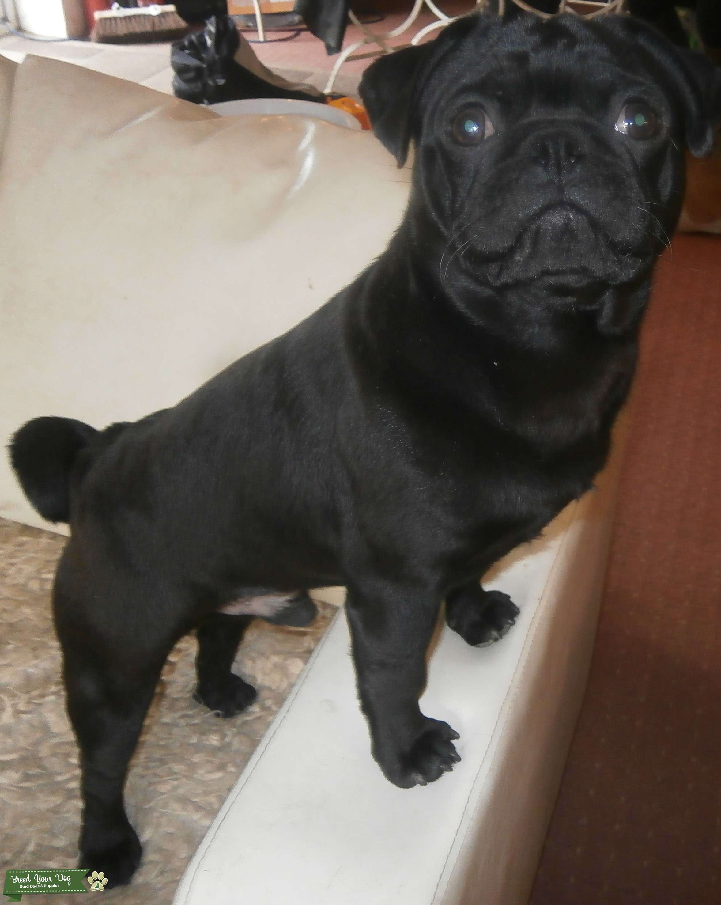 Super Black Pug Stud Dog in East Sussex, the United States Breed