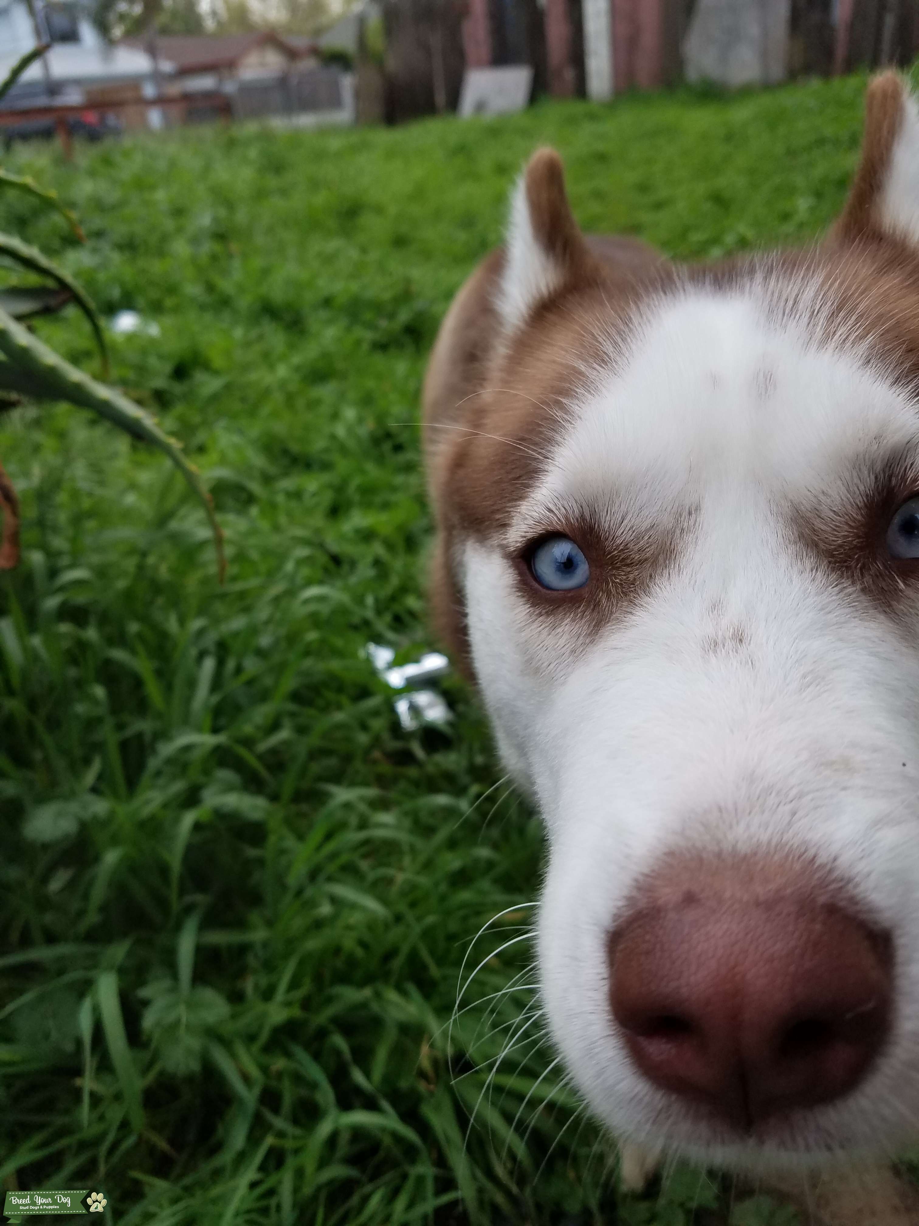 Red coat Husky Stud Dog in California, the United States Breed Your Dog