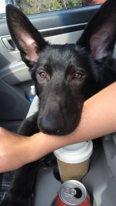 Black German Shepherd Listing Image