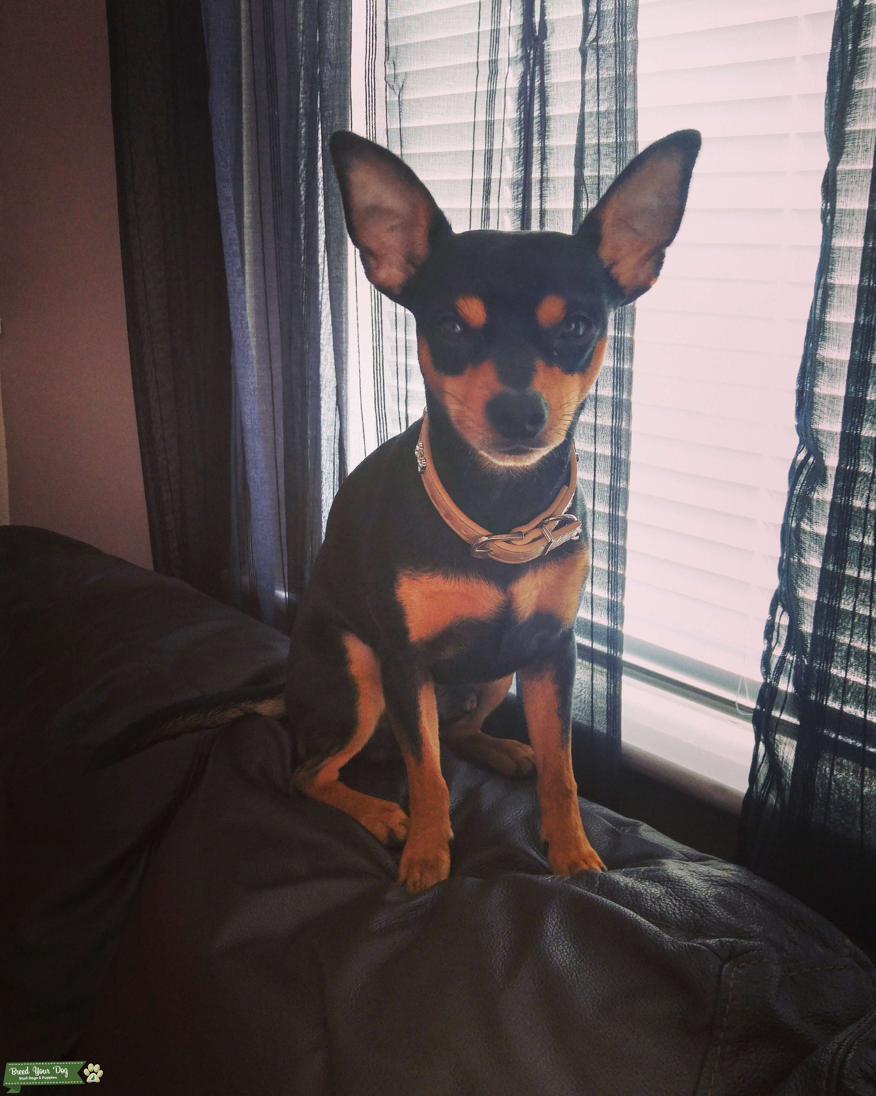 amazon portable dog fence