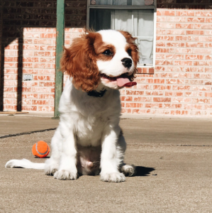 Cavalier King Charles Spaniel Listing Image