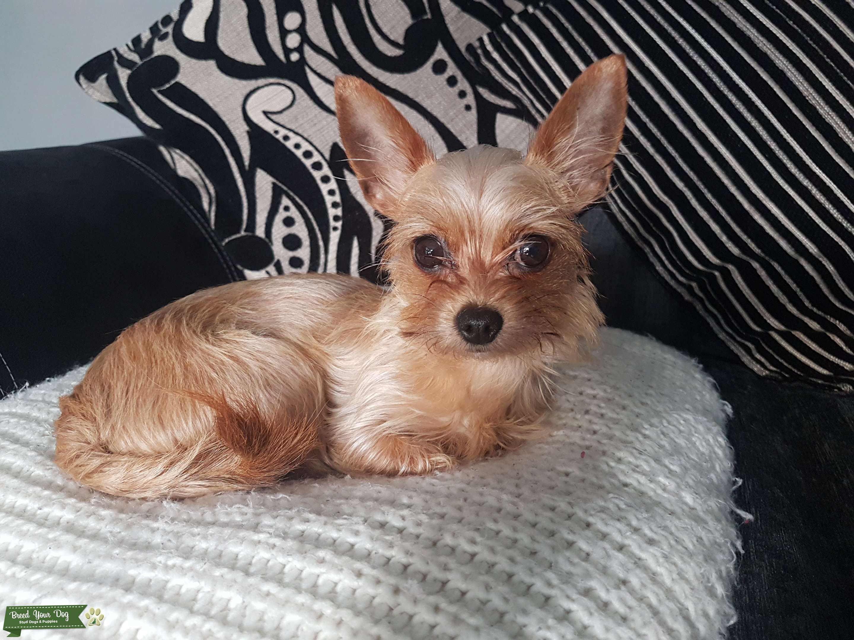 Beautifully natured Chorkie female ready for puppies Stud Dog in