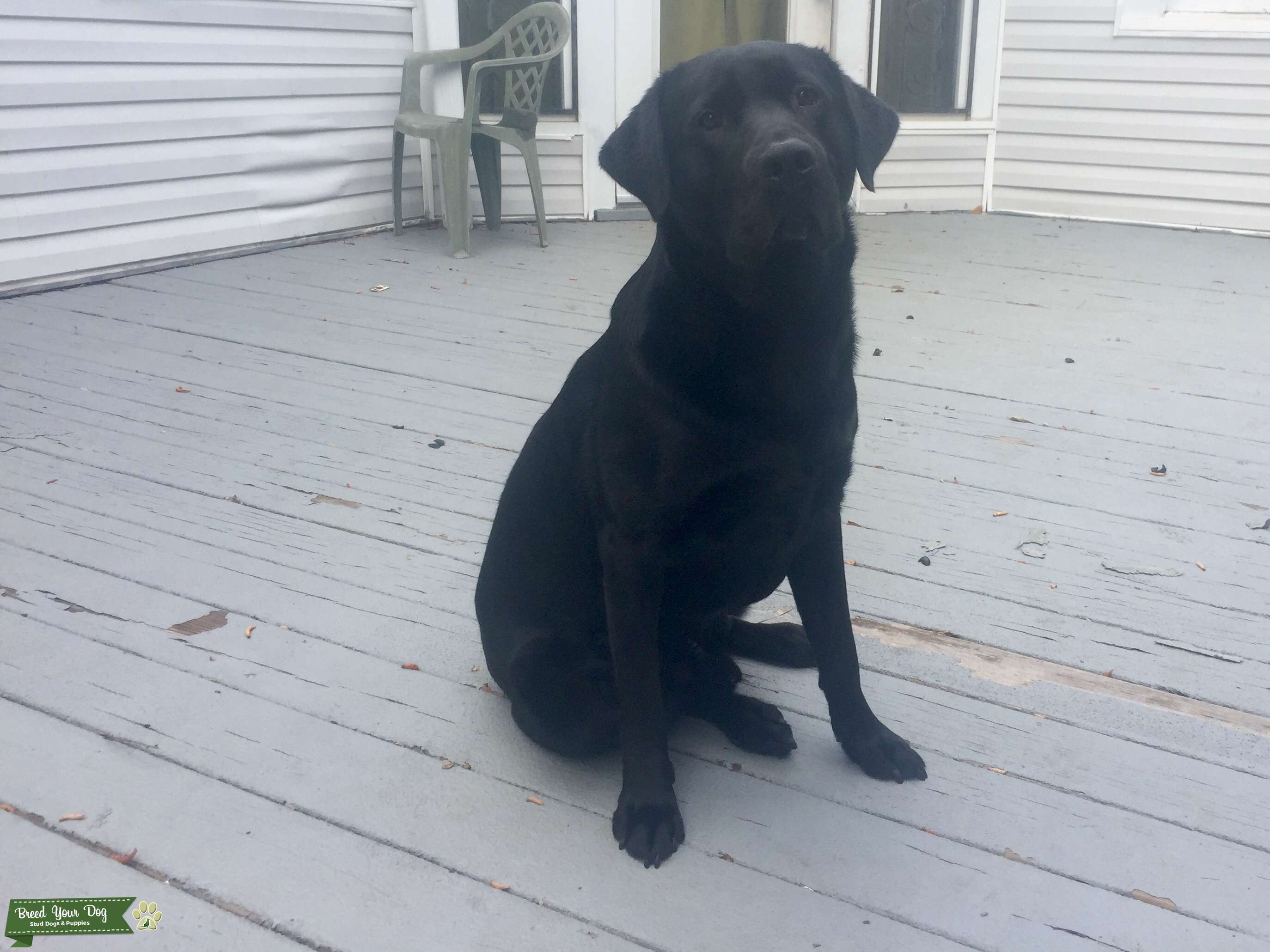 Black Labrador Stud Dog in Alabama, the United States Breed Your Dog