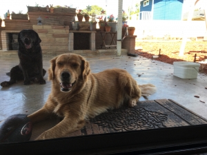 F Golden Retriever ready to bread, needs boyfriend  Listing Image