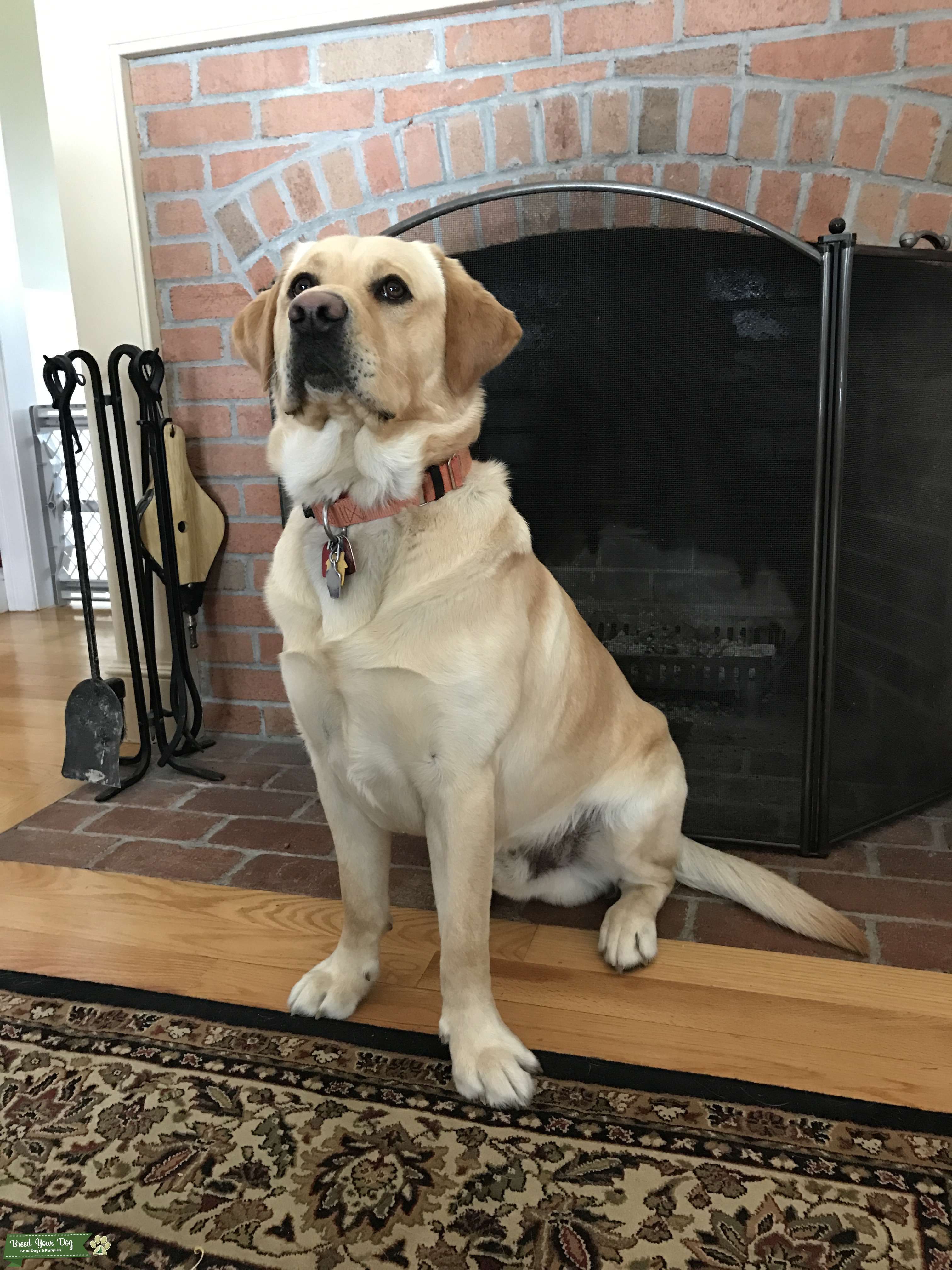 Strong and Muscular Yellow Labrador Retriever Stud Dog in Connecticut