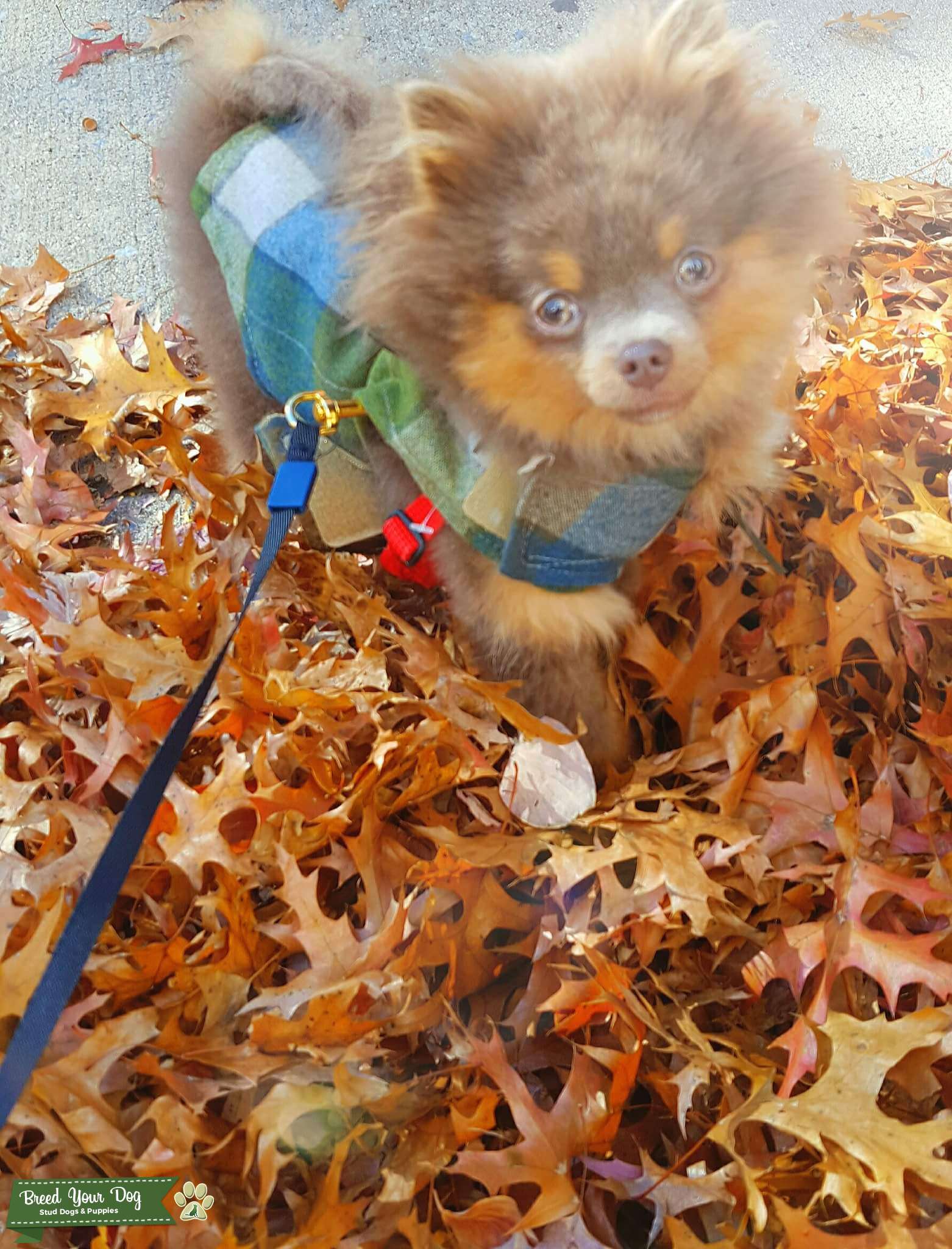 Ready to mate Stud Dog in New York (NY), the United States Breed