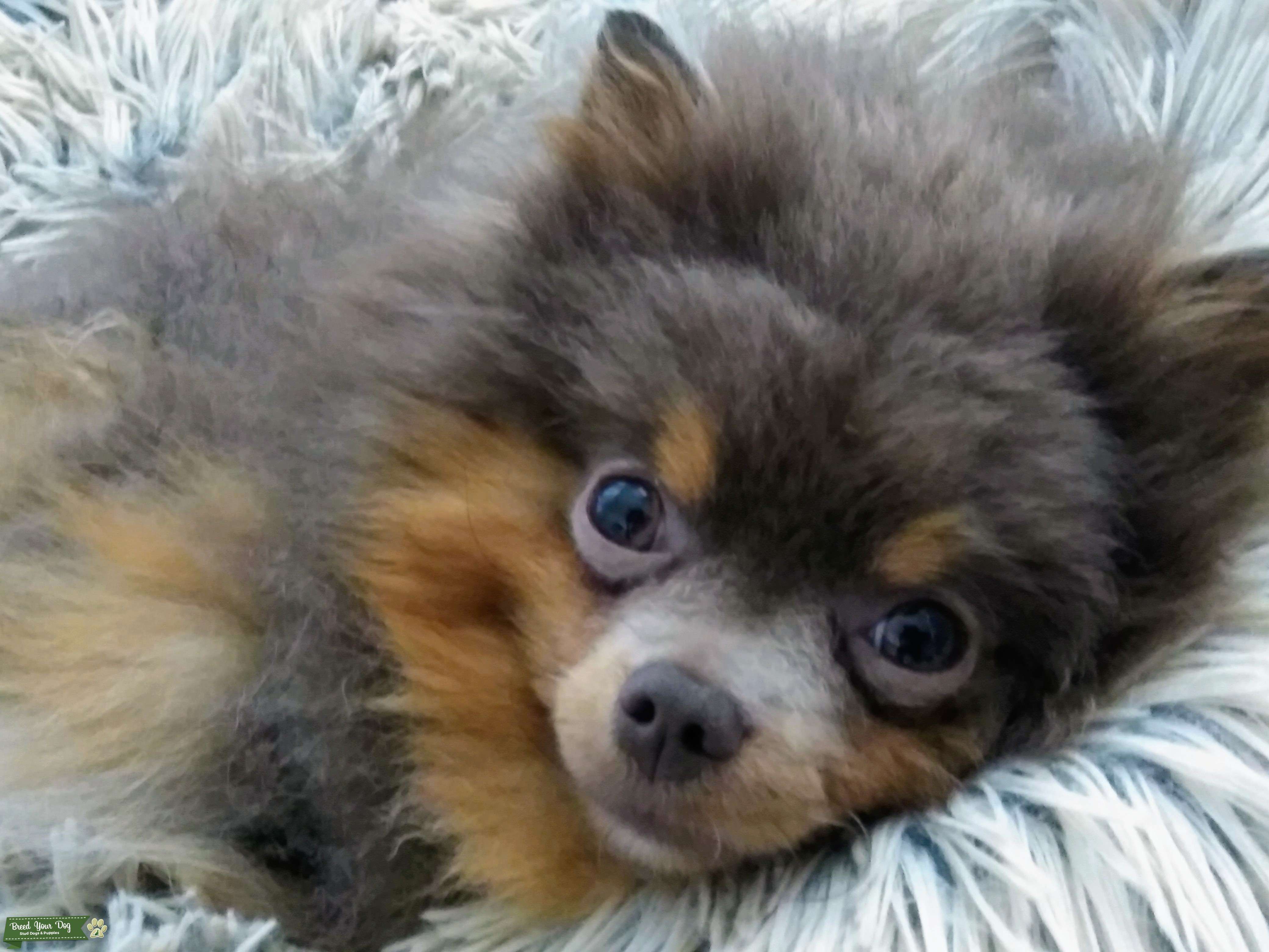 Ready to mate Stud Dog in New York (NY), the United States Breed