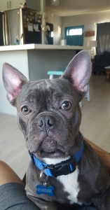 STEWIE THE FRENCHIE STUD Listing Image