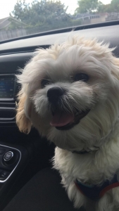 Shih Tzu Stud Looking For a Girlfriend  Listing Image