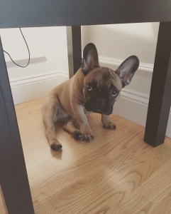 French Bulldog - Male - Charlie James Miller Listing Image
