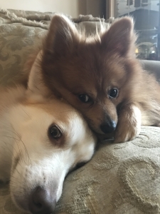 Stud Pomeranian  Listing Image