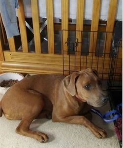 Searching for Canis Panther Stud  Listing Image