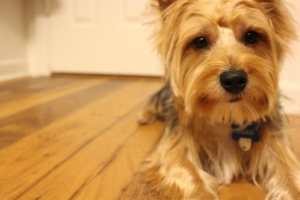 Yorkshire Terrier  Listing Image