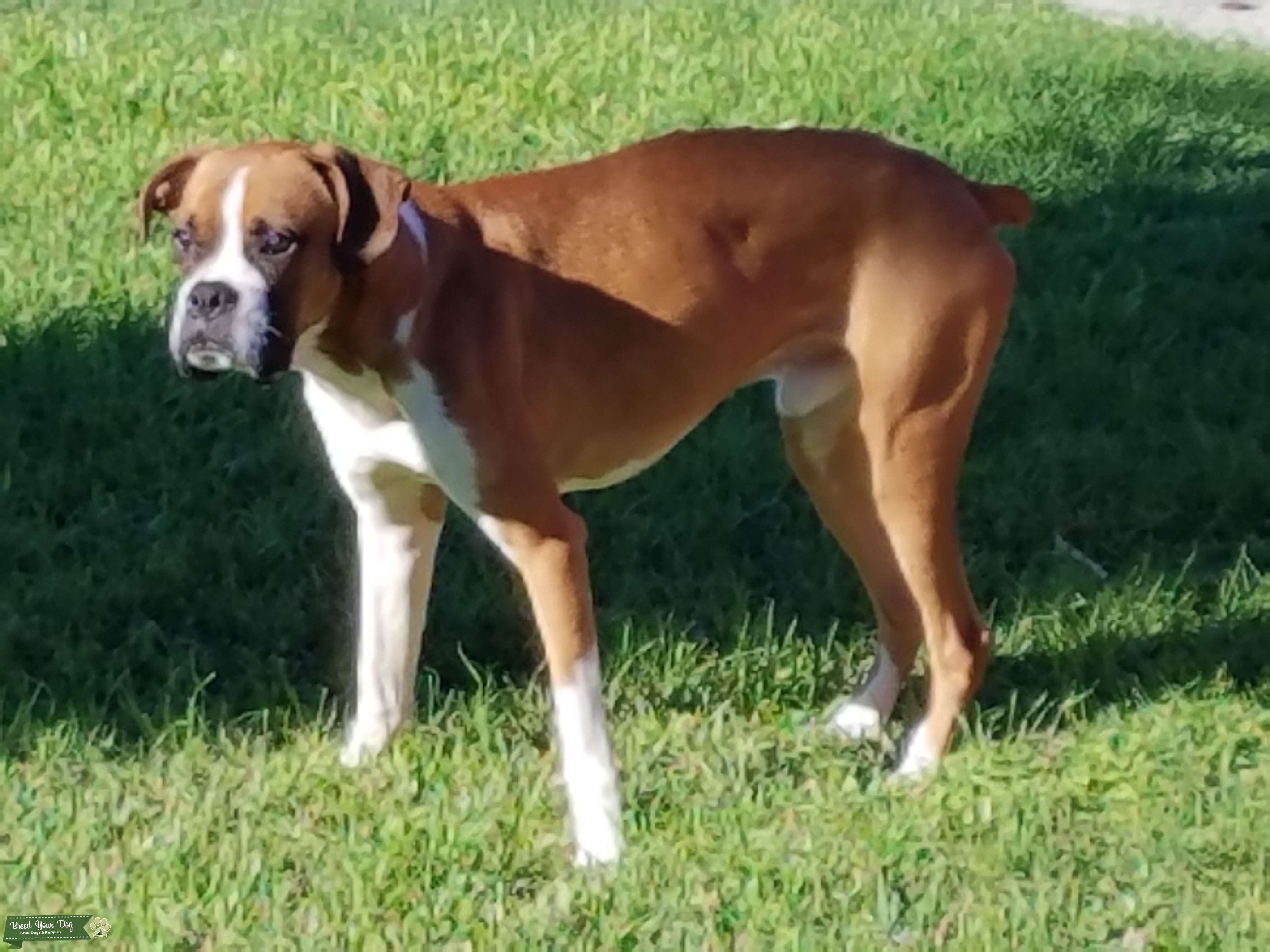 AKC REGISTERED MALE FLASHY FAWN BOXER Stud Dog in San Antonio, TX