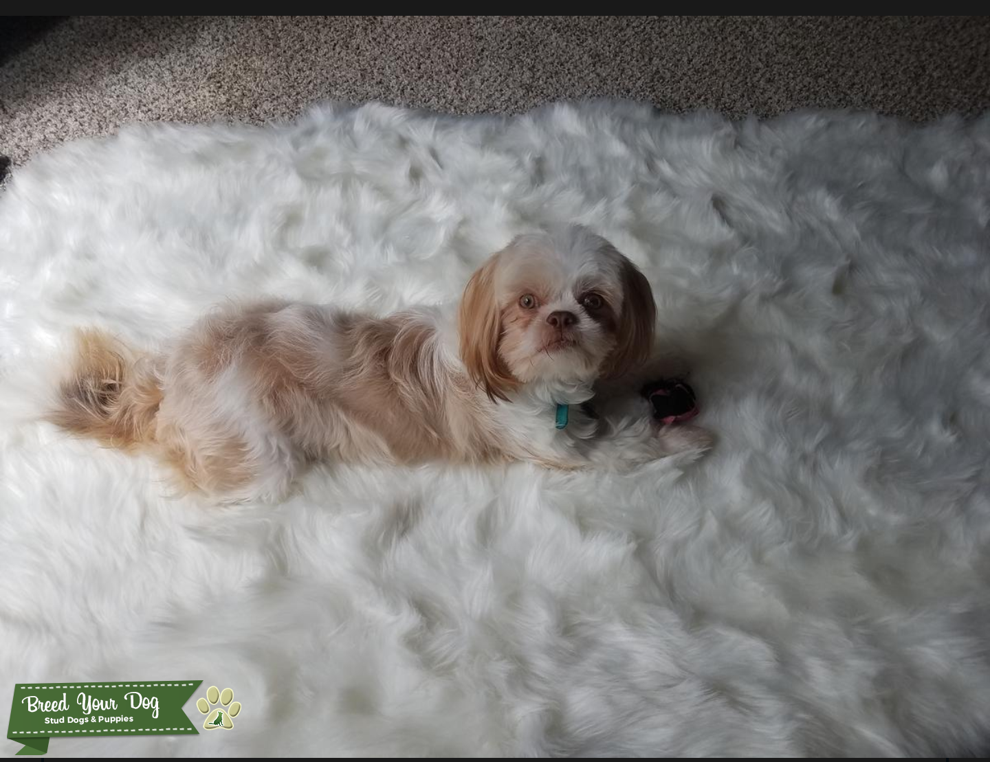 shih tzu for stud service