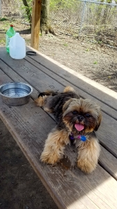 Shih Tzu Bitch Looking to Stud Listing Image