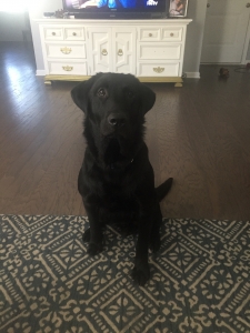 Black lab stud Listing Image