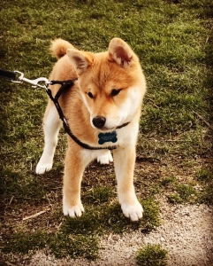 Red Shiba Inu Listing Image