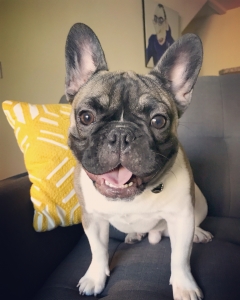 AKC Gorgeous French Bulldog Listing Image