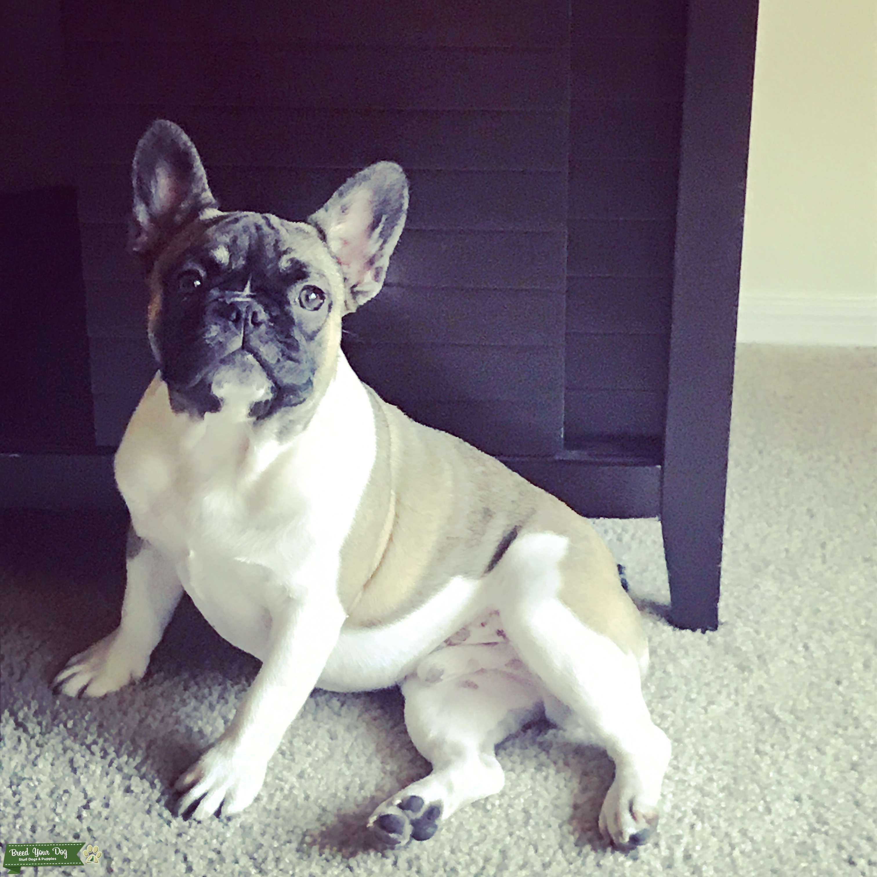 AKC French Bulldog Stud Dog in Arizona, the United States Breed Your Dog