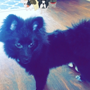 Male Pomeranian Listing Image
