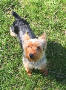 Male Yorkie looking for bitch.  Listing Image