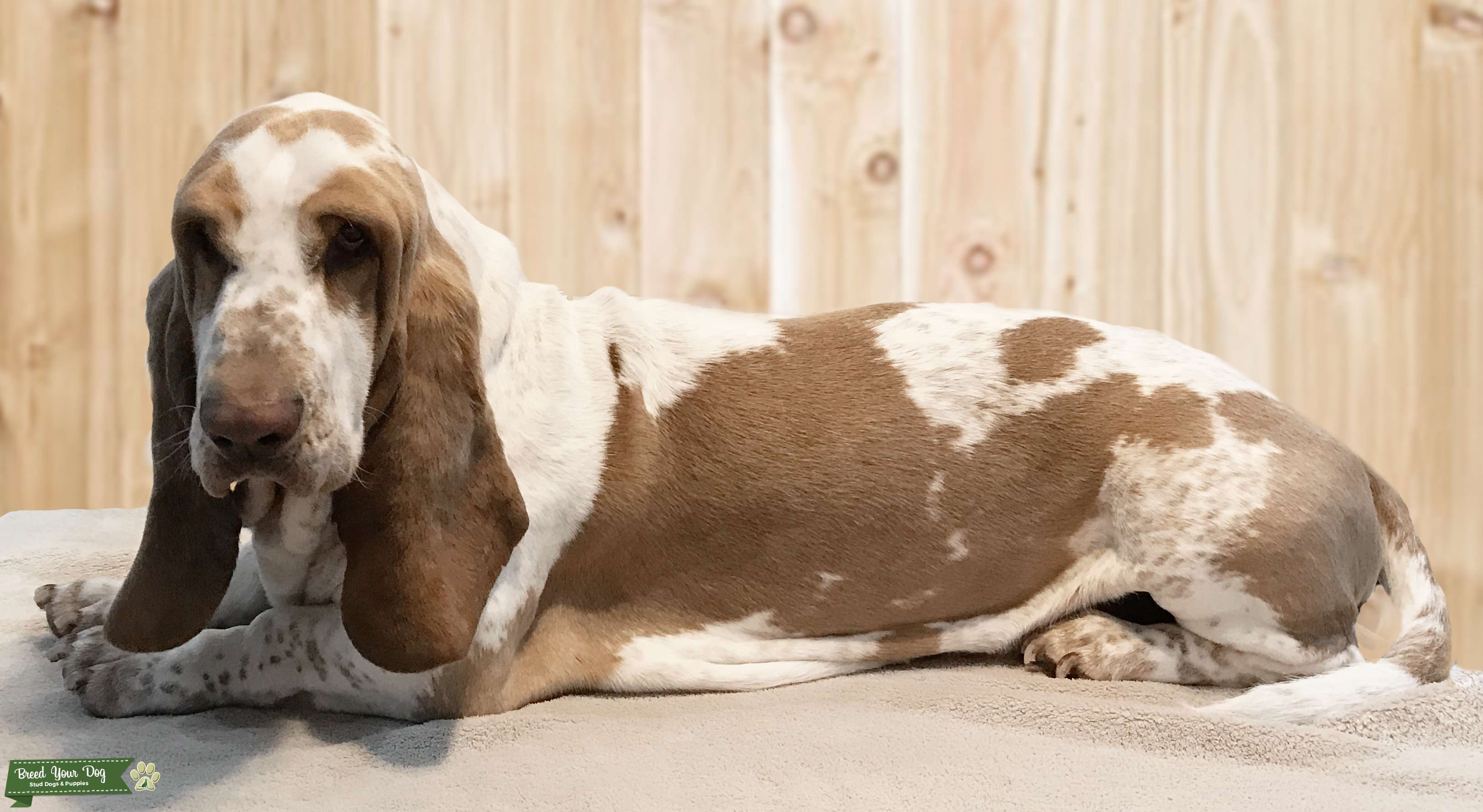 KC Registered Pedigree Stud Stud Dog London Breed Your Dog