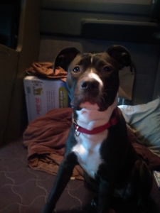 Every good dog Listing Image