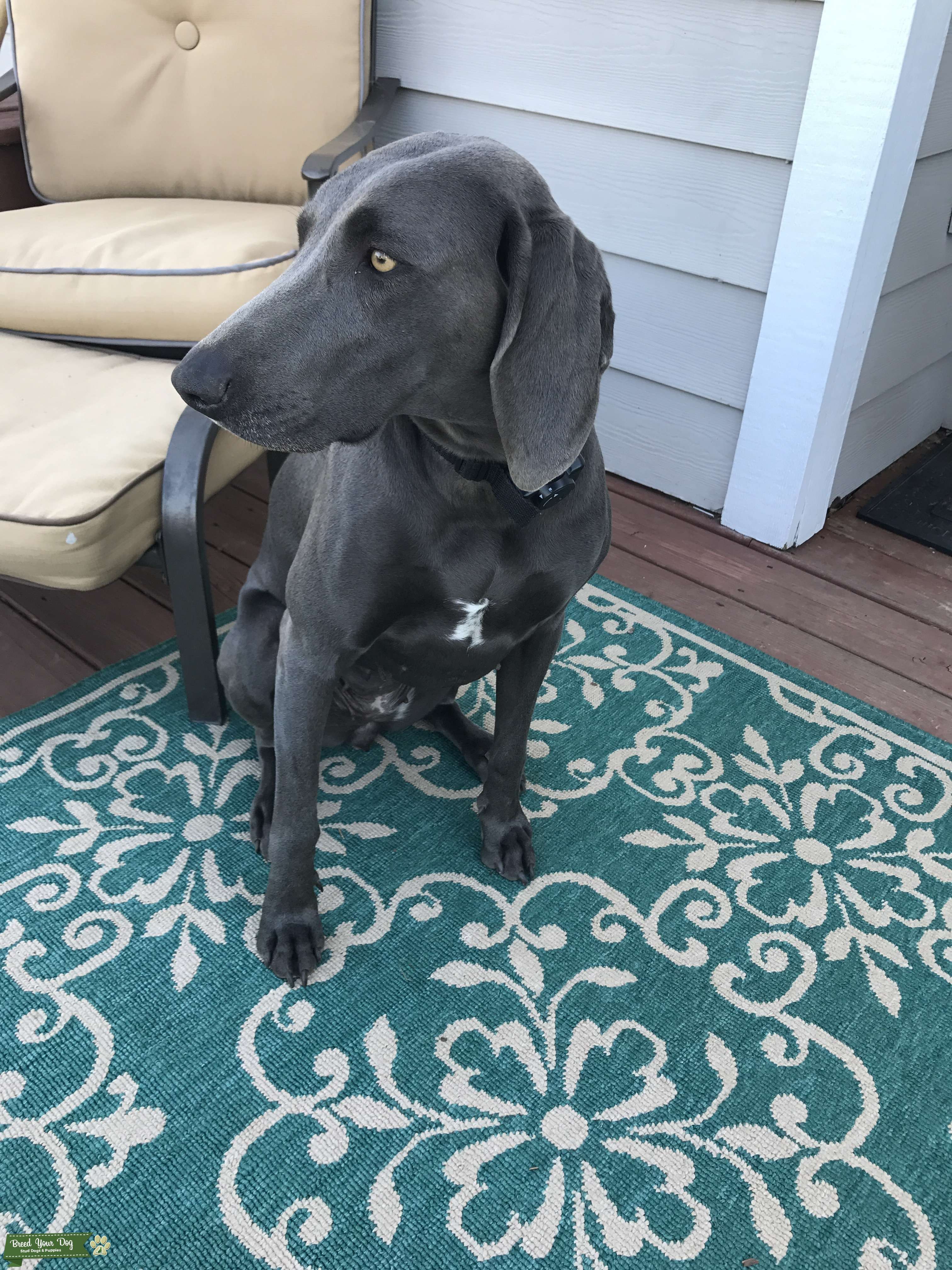 Stud Dog - 2 year old AKC female blue Weimaraner - Breed ...