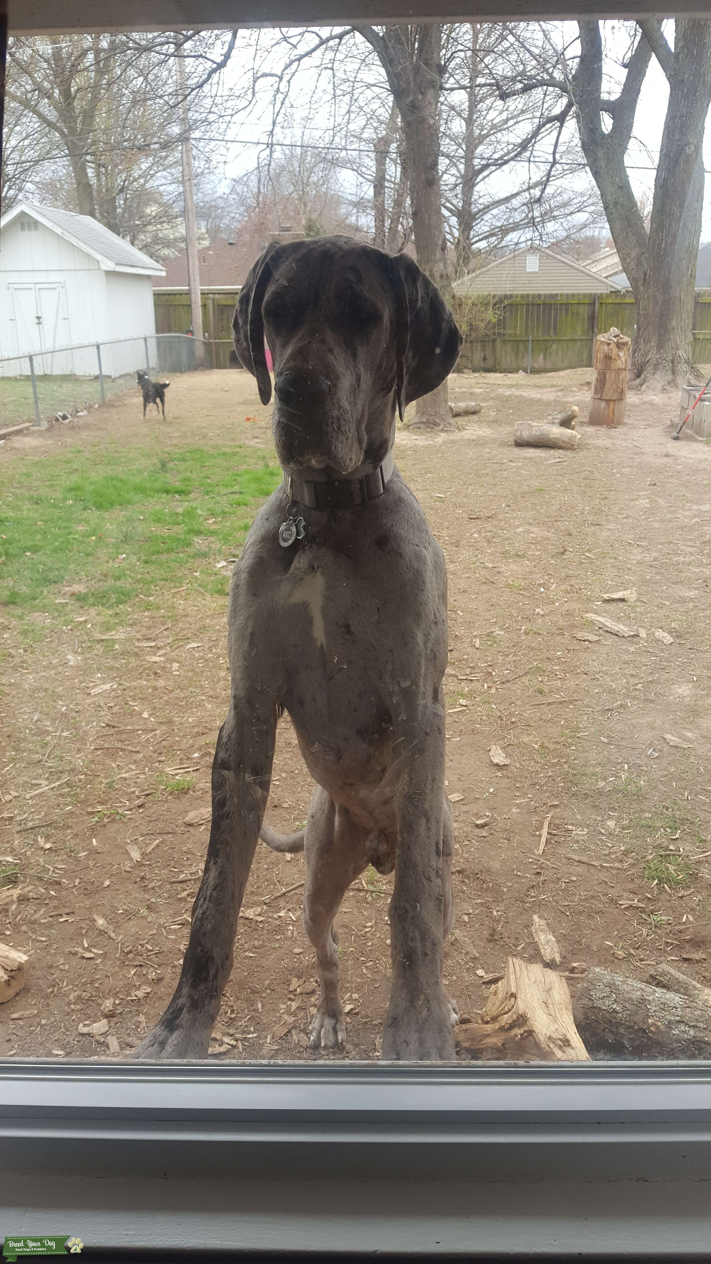 Great Dane Male Stud Dog AKC Registered Stud Dog in Springfield MO, United States Breed Your Dog