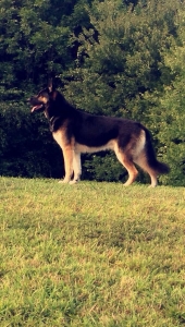 Thick boned German Shepherd  Listing Image