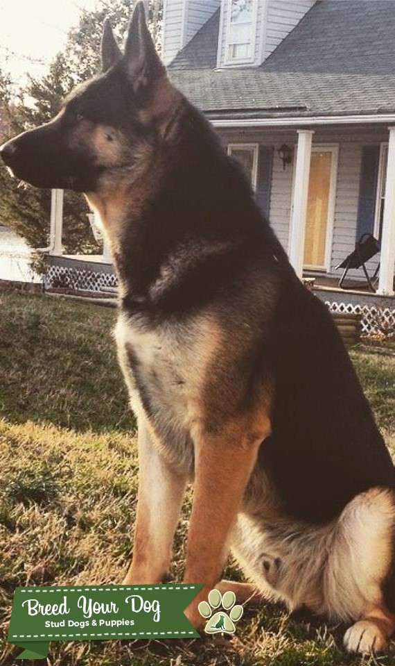 large boned german shepherd