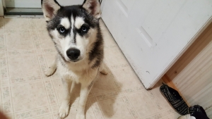 Black & White female Husky Listing Image