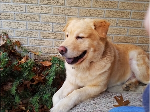 Blonde chow/golden retriever  Listing Image