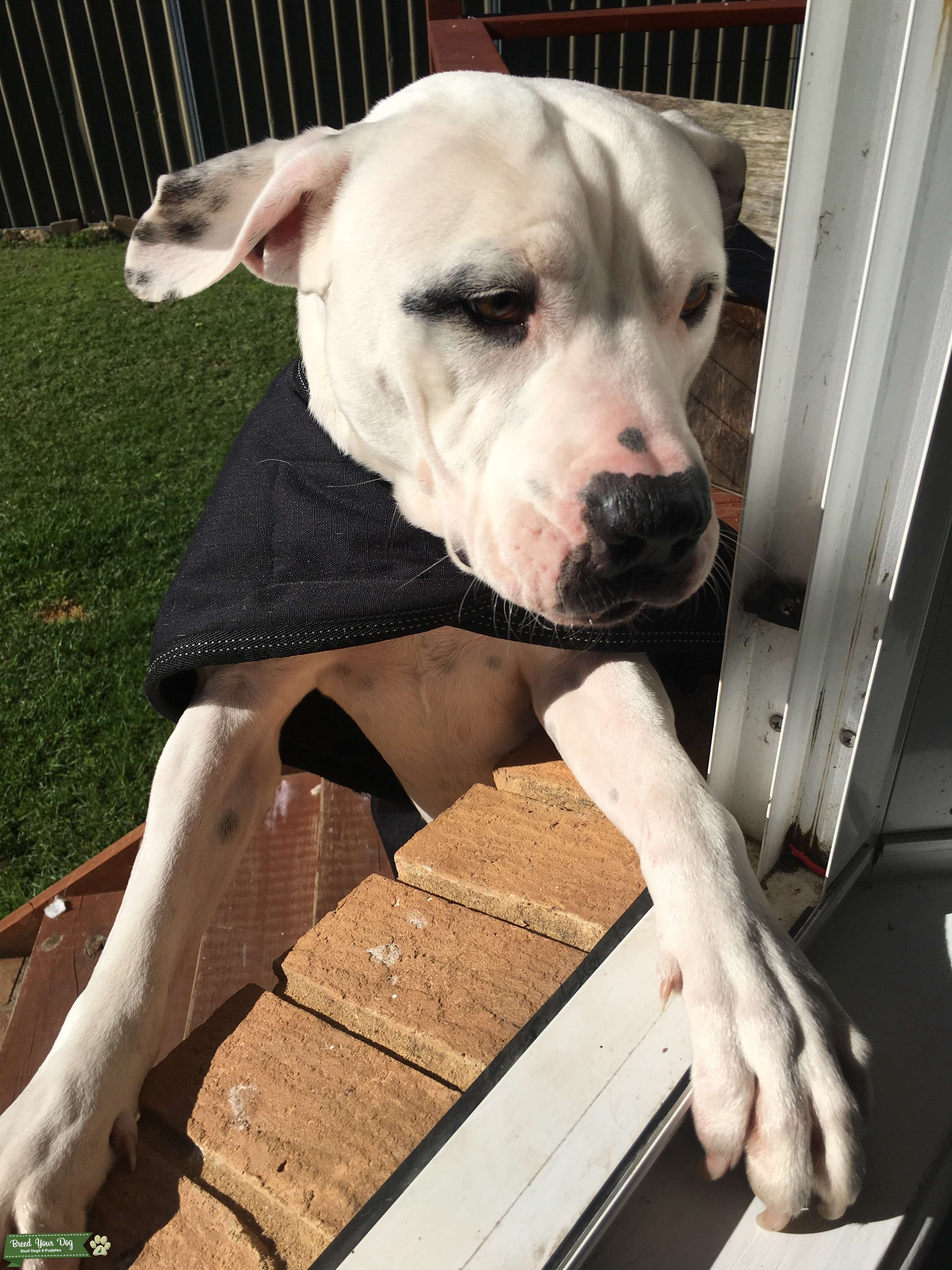 Stud Stud Dog in NSW, the United States Breed Your Dog