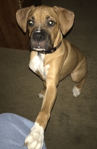 Boxer stud Listing Image
